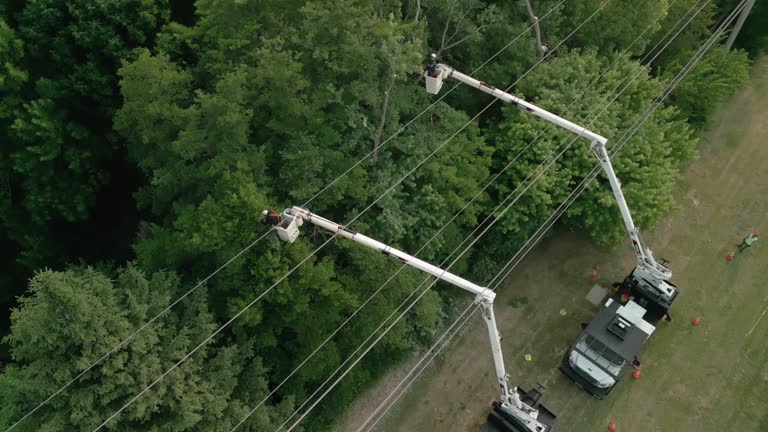 Best Tree Disease Treatment  in Loves Park, IL